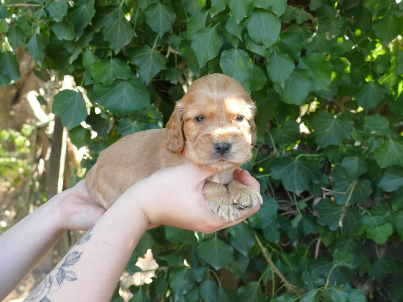 Du Temps Des Amazones - Chiots disponibles - Cocker Spaniel Anglais