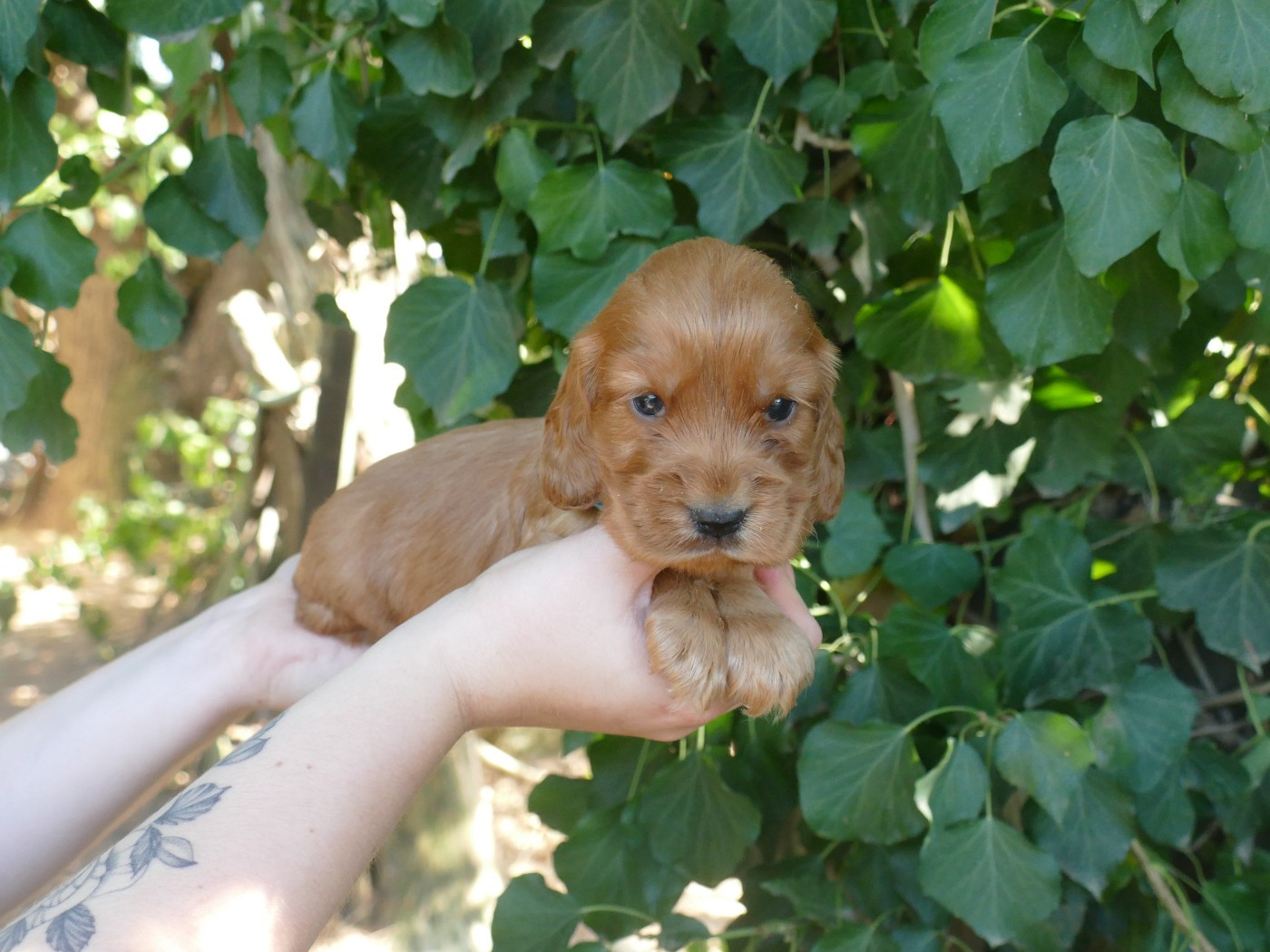 Du Temps Des Amazones - Chiots disponibles - Cocker Spaniel Anglais