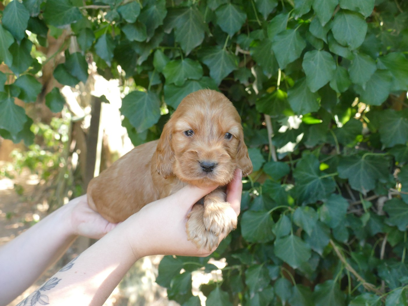 Du Temps Des Amazones - Chiots disponibles - Cocker Spaniel Anglais