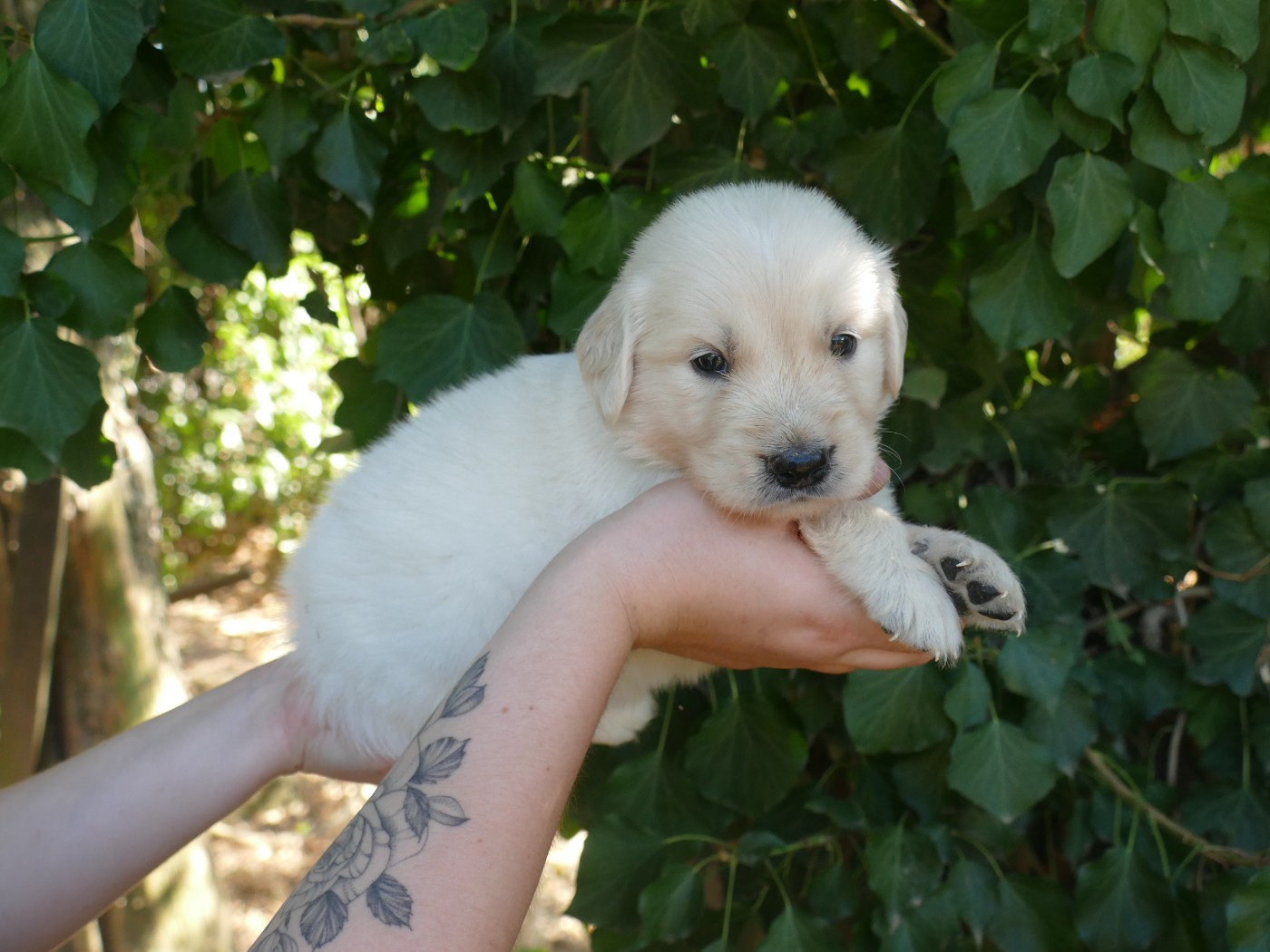Du Temps Des Amazones - Chiots disponibles - Golden Retriever