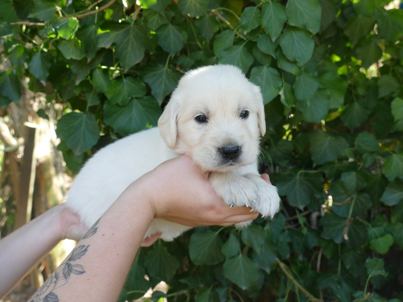 Du Temps Des Amazones - Chiots disponibles - Golden Retriever