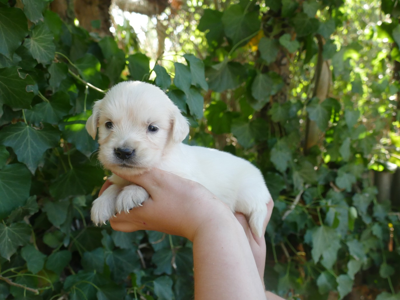 Du Temps Des Amazones - Chiots disponibles - Golden Retriever