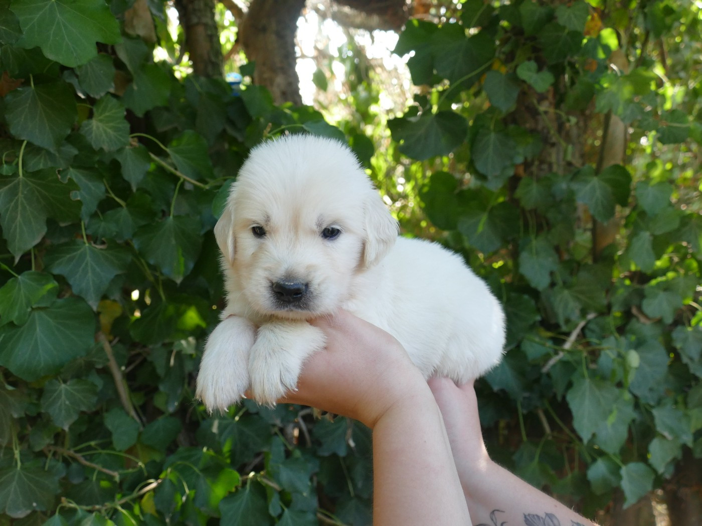 Du Temps Des Amazones - Chiots disponibles - Golden Retriever