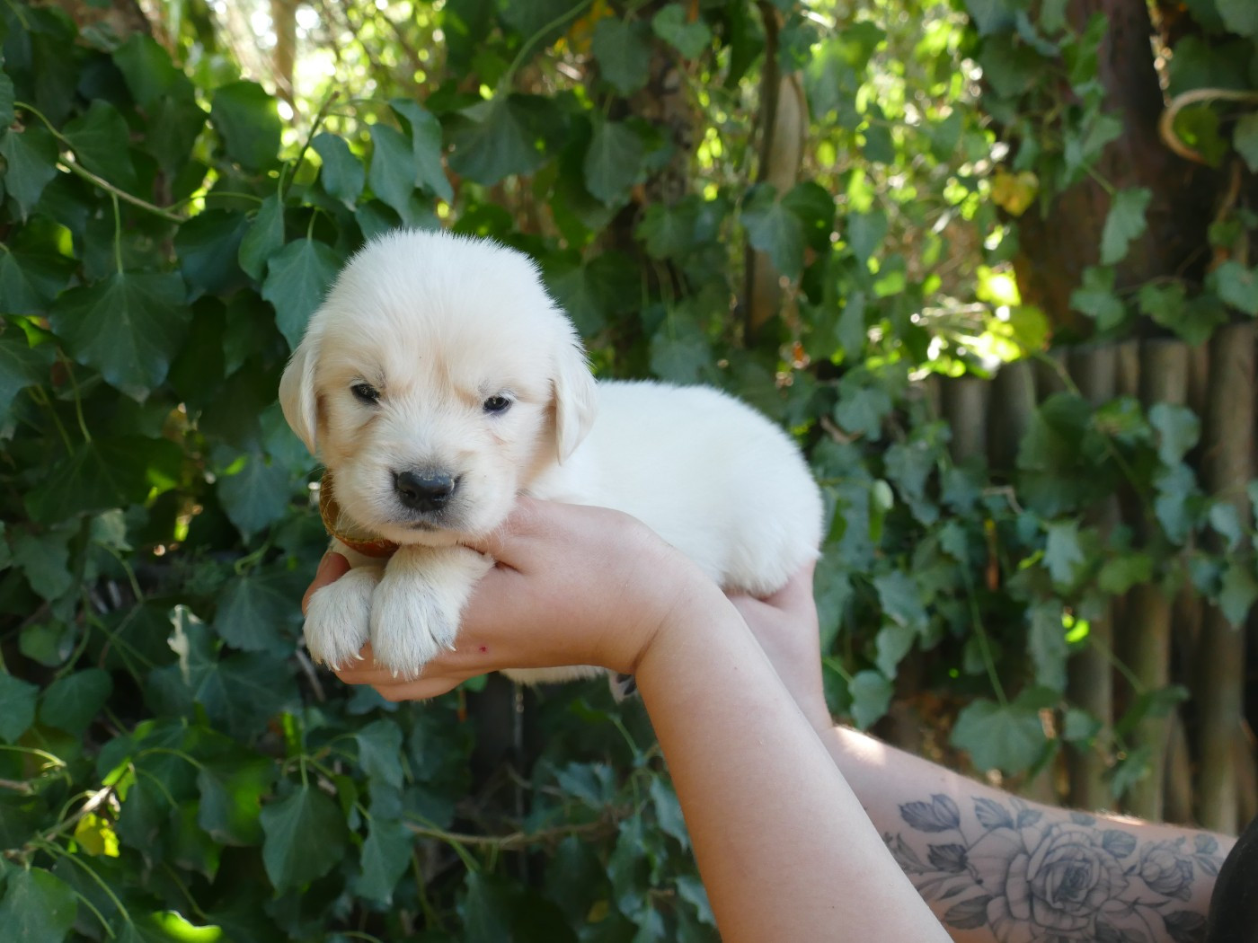 Du Temps Des Amazones - Chiots disponibles - Golden Retriever