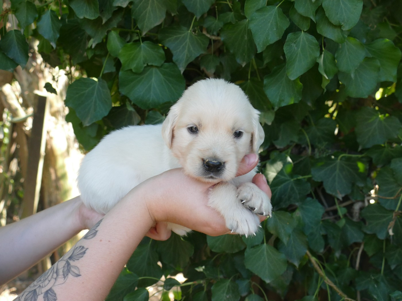 Du Temps Des Amazones - Chiots disponibles - Golden Retriever