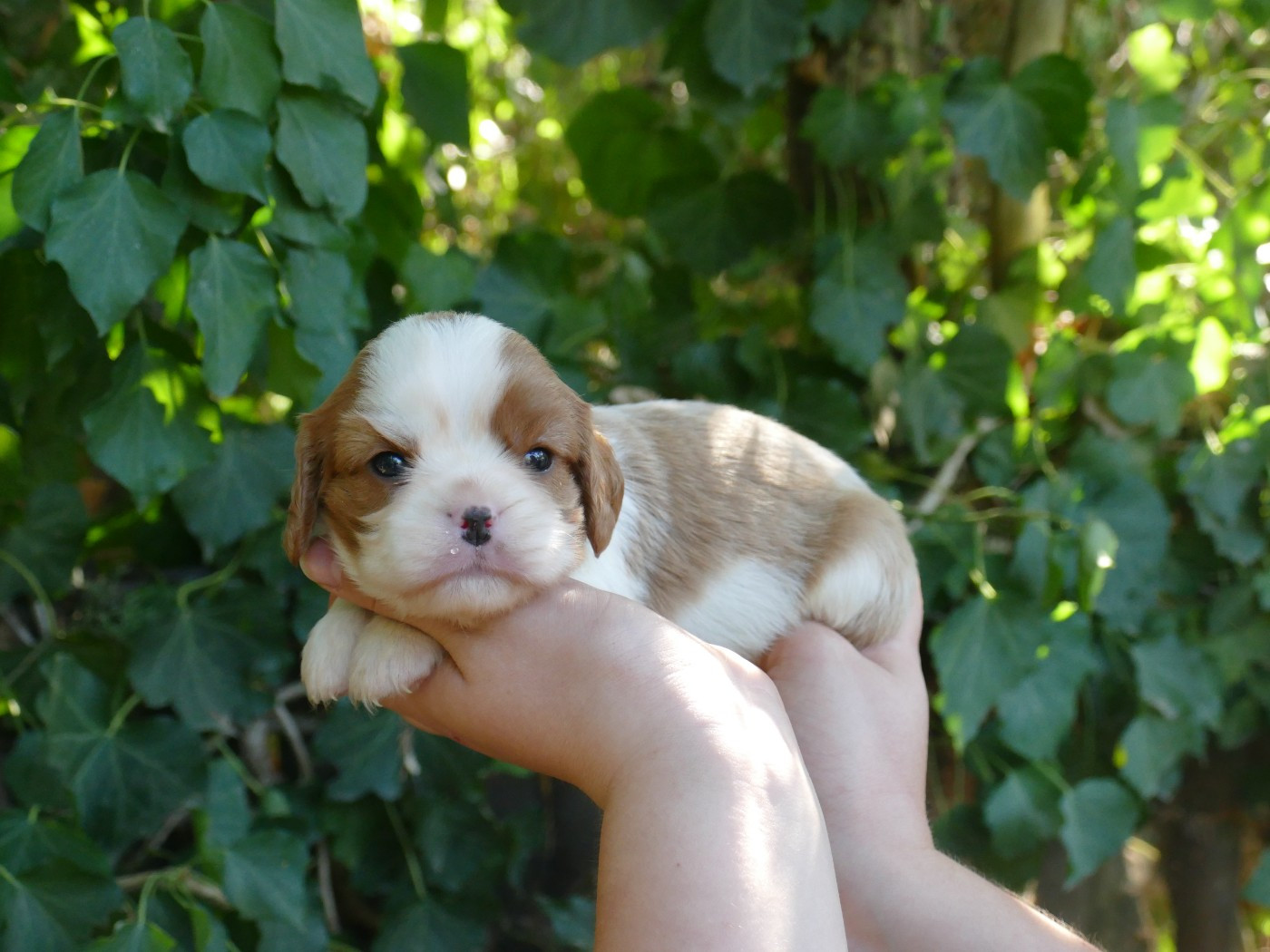 Du Temps Des Amazones - Chiots disponibles - Cavalier King Charles Spaniel