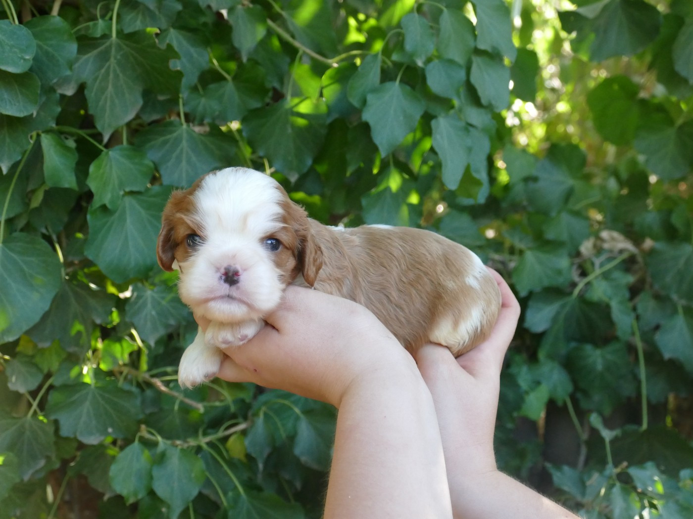 Du Temps Des Amazones - Chiots disponibles - Cavalier King Charles Spaniel