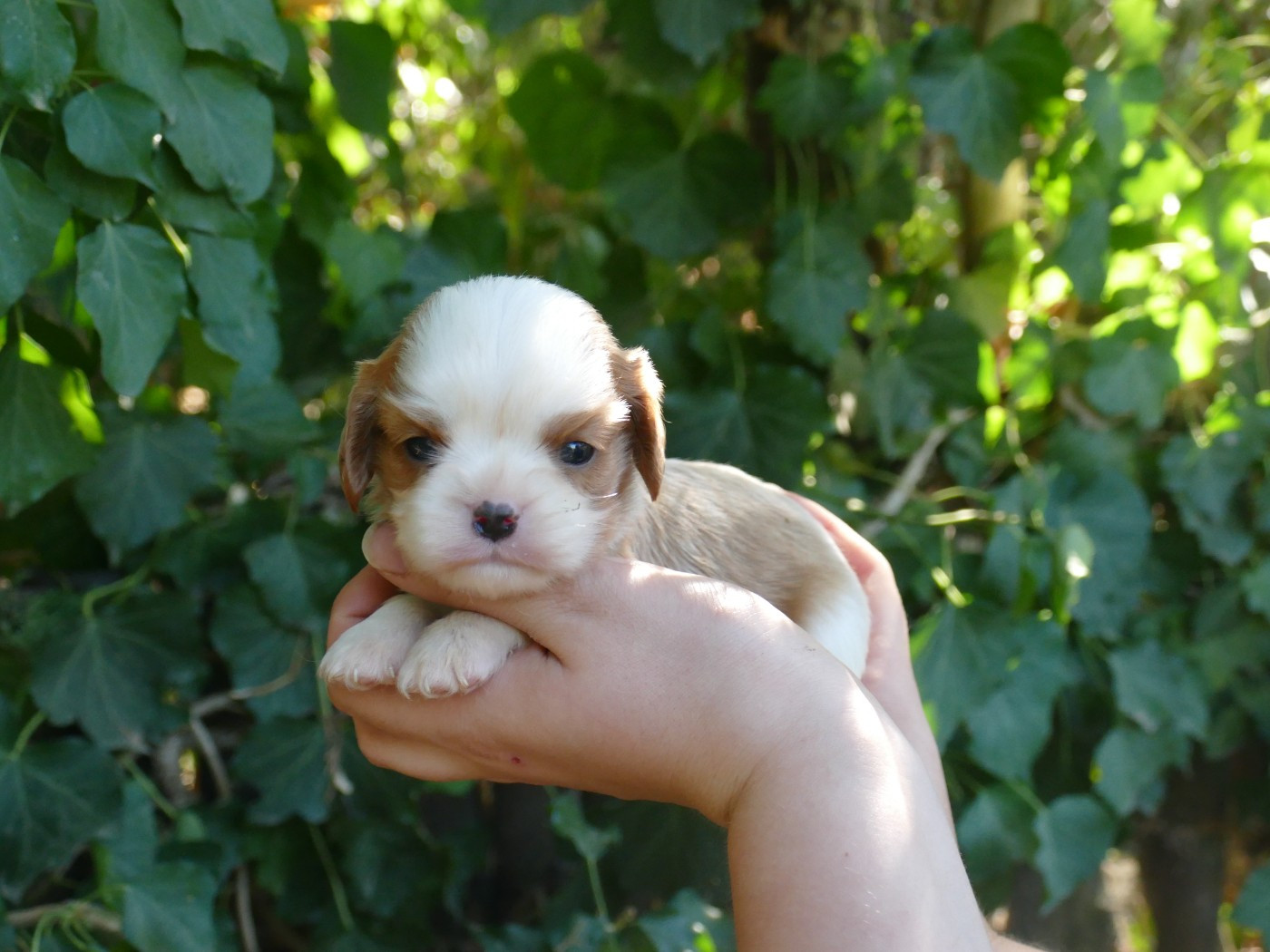 Du Temps Des Amazones - Chiots disponibles - Cavalier King Charles Spaniel