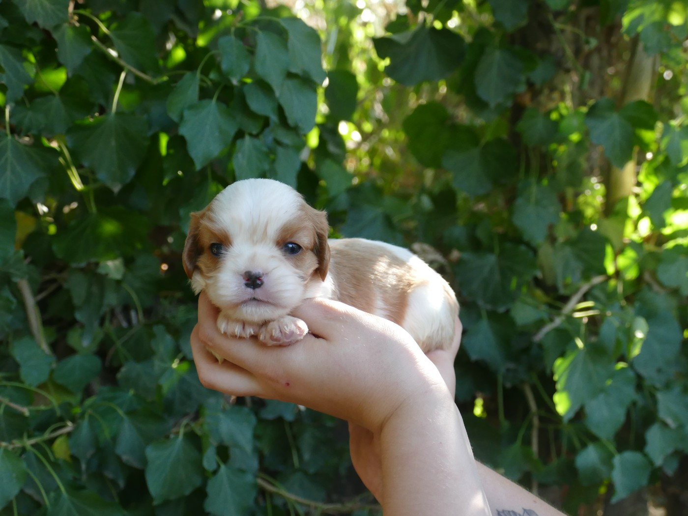Du Temps Des Amazones - Chiots disponibles - Cavalier King Charles Spaniel