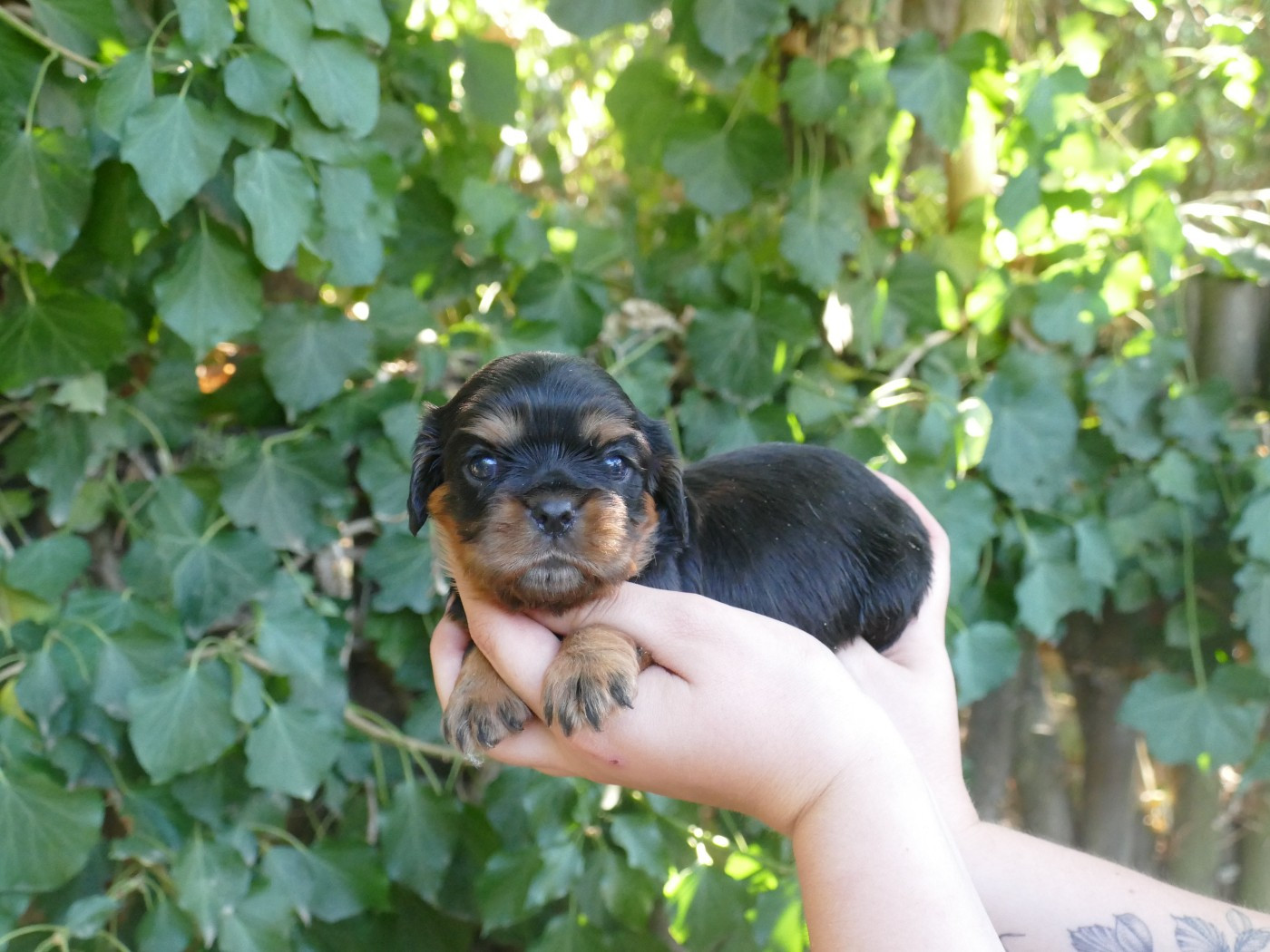 Du Temps Des Amazones - Chiots disponibles - Cavalier King Charles Spaniel