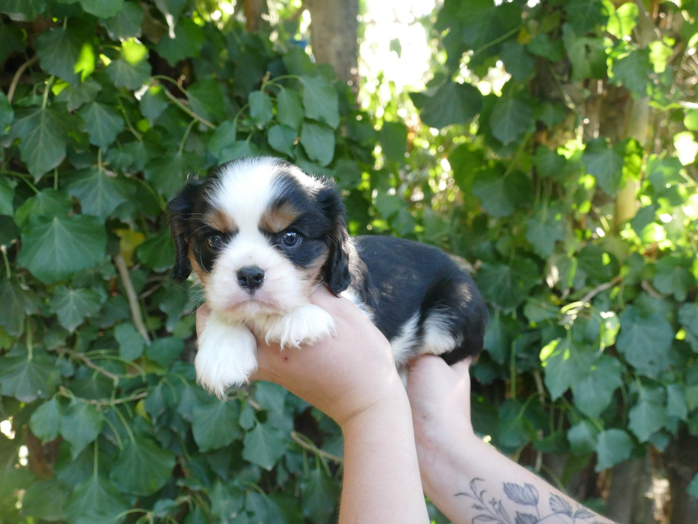 Du Temps Des Amazones - Chiots disponibles - Cavalier King Charles Spaniel