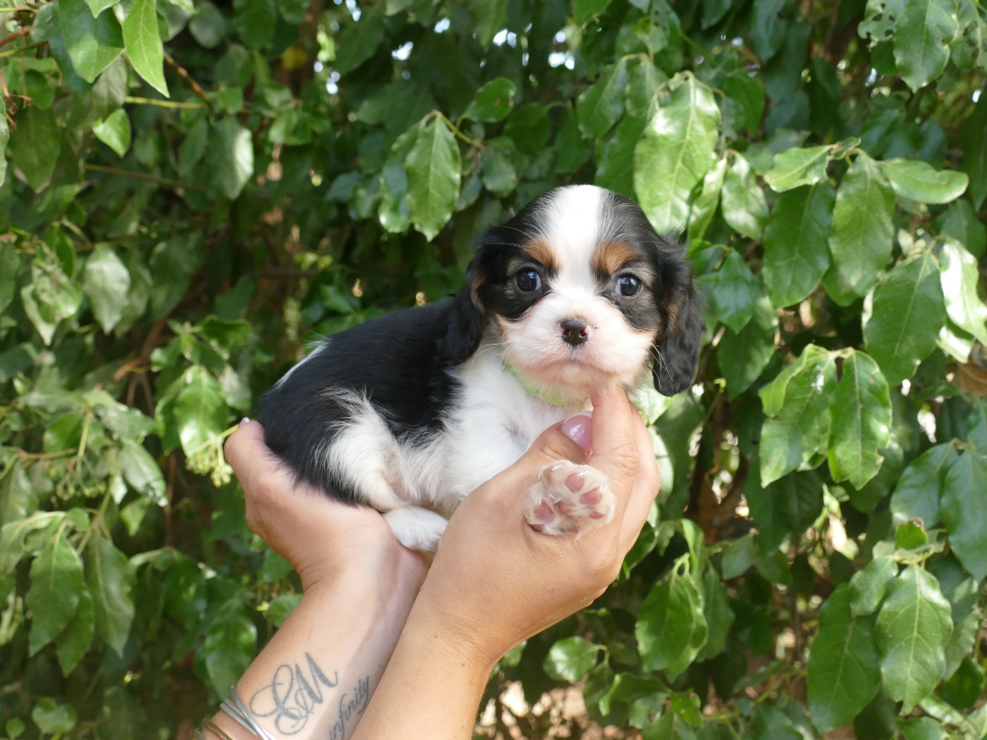 Du Temps Des Amazones - Chiots disponibles - Cavalier King Charles Spaniel