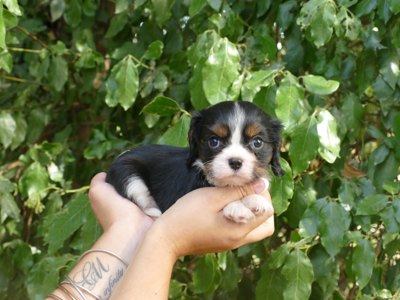 Du Temps Des Amazones - Chiots disponibles - Cavalier King Charles Spaniel