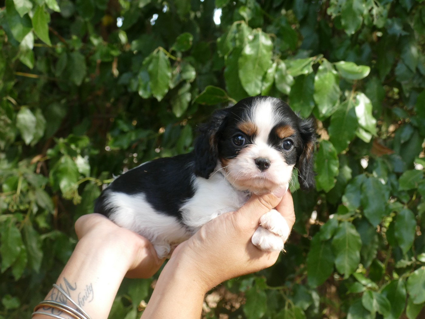 Du Temps Des Amazones - Chiots disponibles - Cavalier King Charles Spaniel