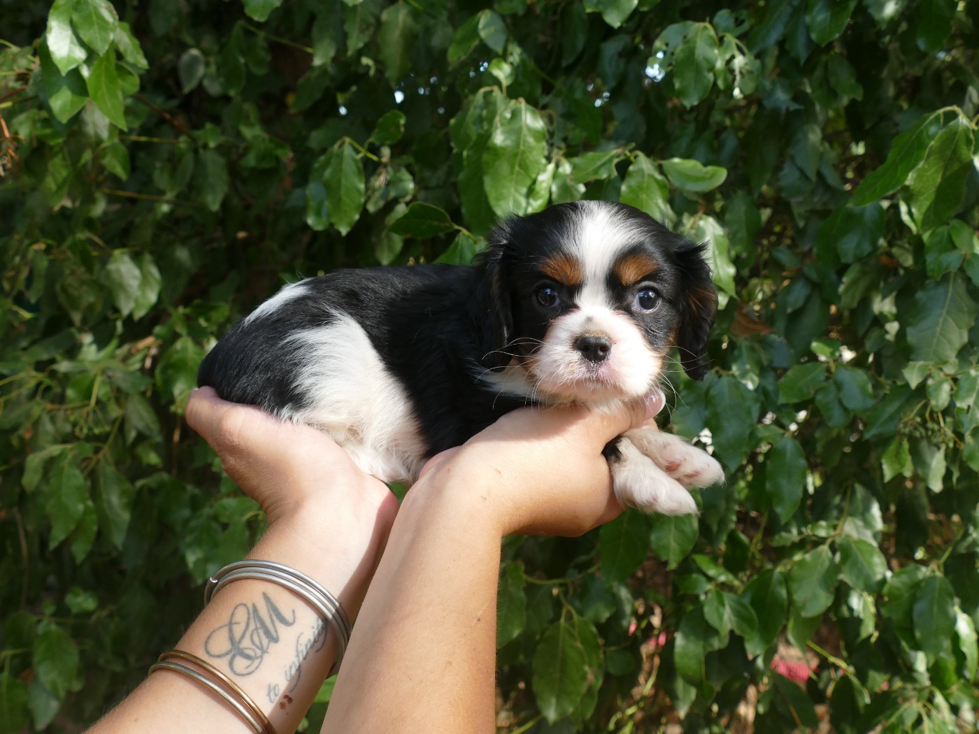 Du Temps Des Amazones - Chiots disponibles - Cavalier King Charles Spaniel
