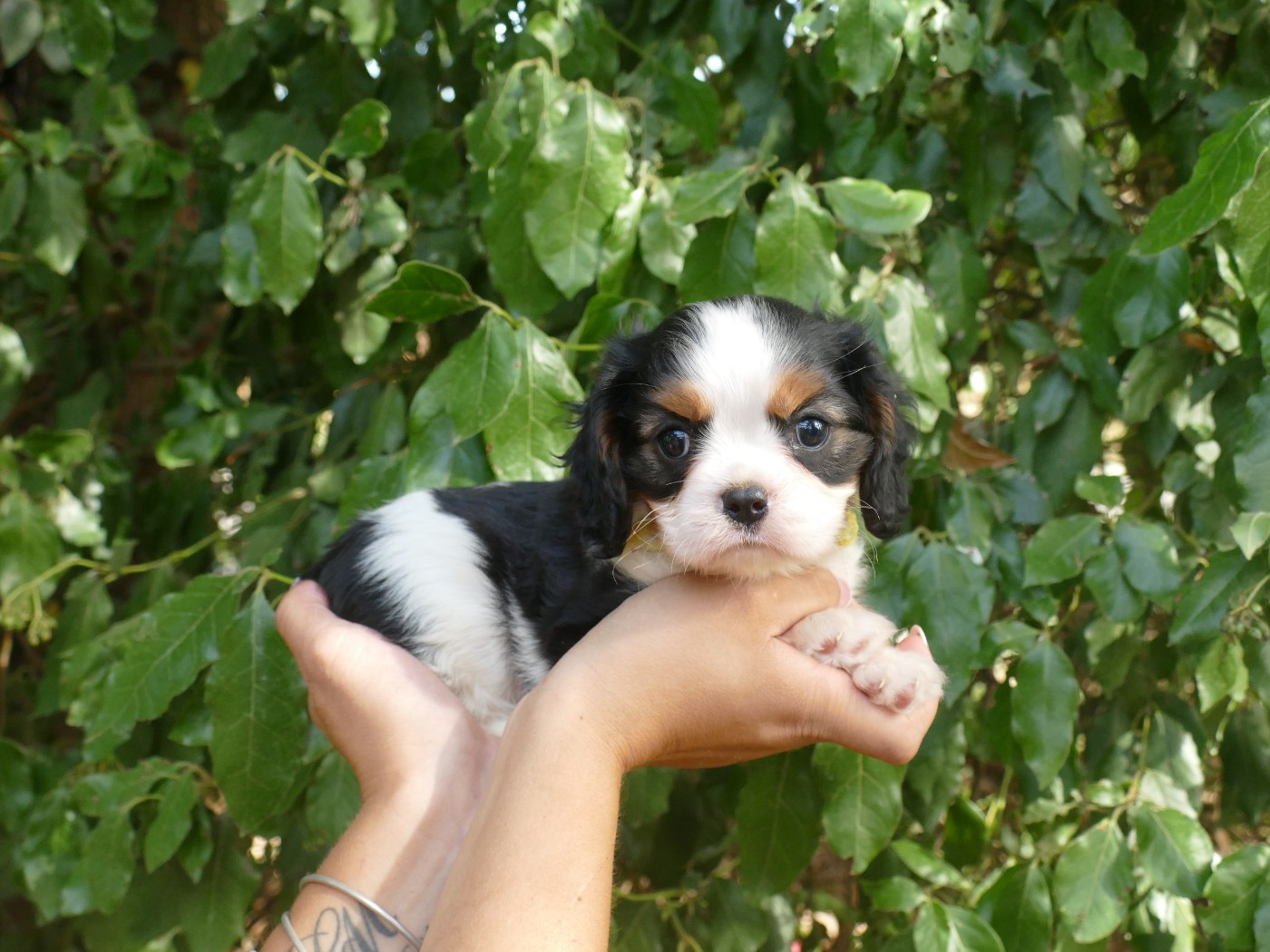 Du Temps Des Amazones - Chiots disponibles - Cavalier King Charles Spaniel