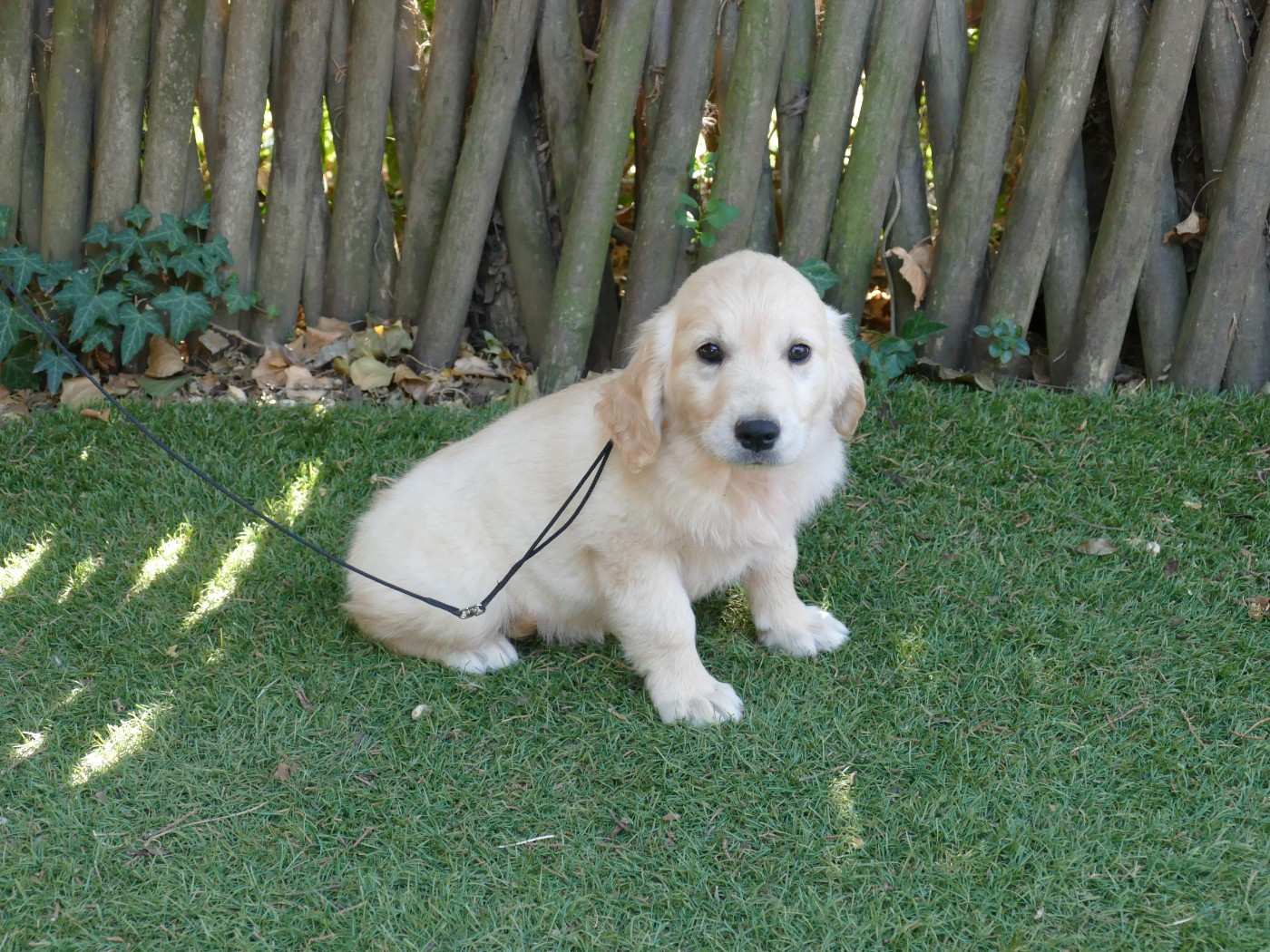 Du Temps Des Amazones - Chiots disponibles - Golden Retriever