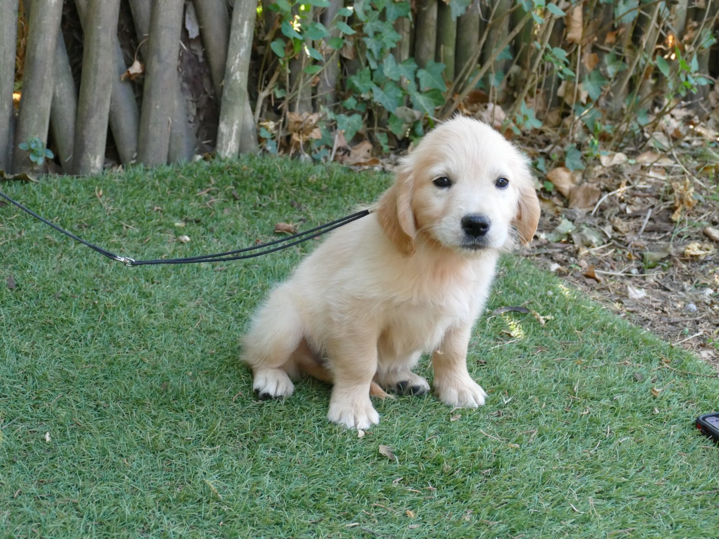 Du Temps Des Amazones - Chiots disponibles - Golden Retriever
