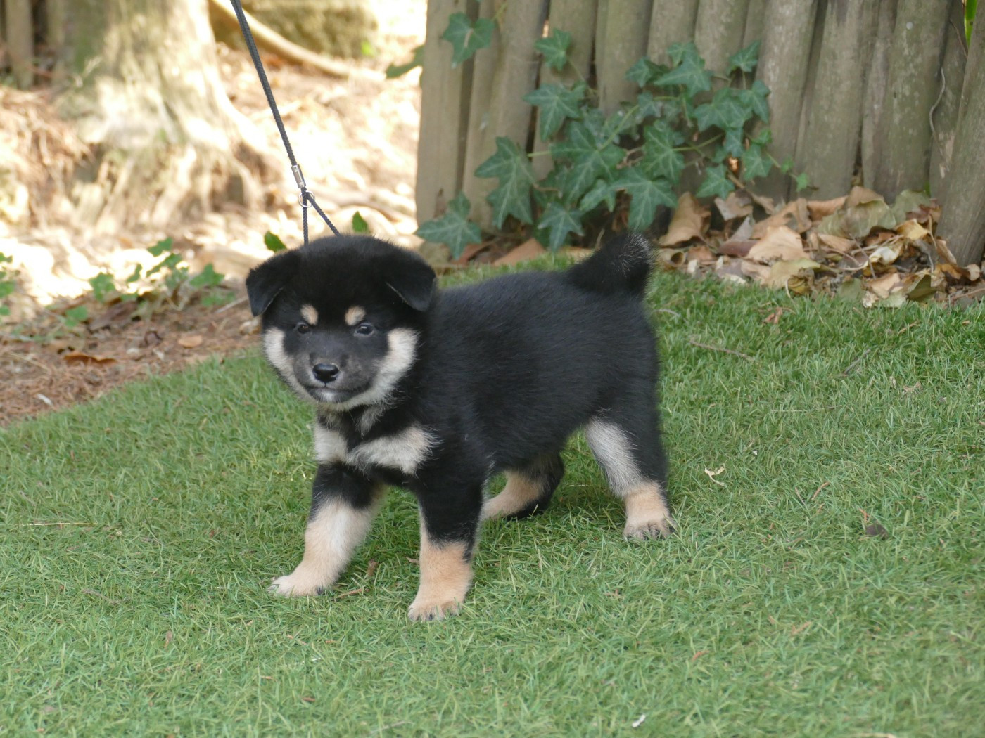 Du Temps Des Amazones - Chiots disponibles - Shiba