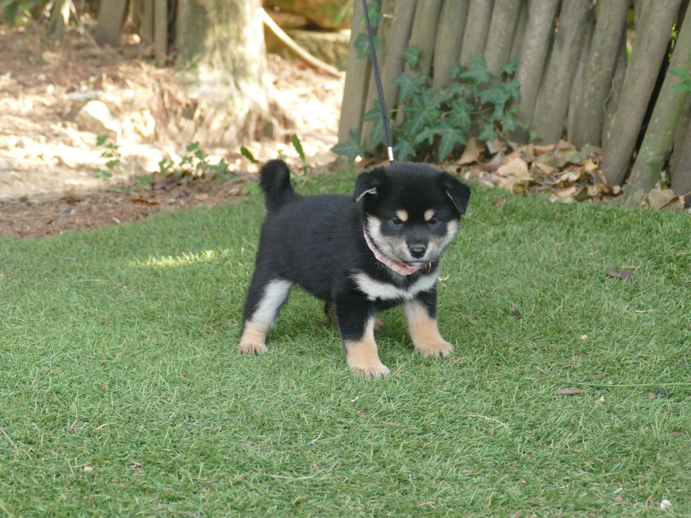 Du Temps Des Amazones - Chiots disponibles - Shiba