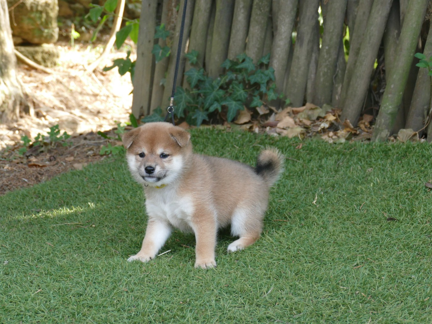 Du Temps Des Amazones - Chiots disponibles - Shiba