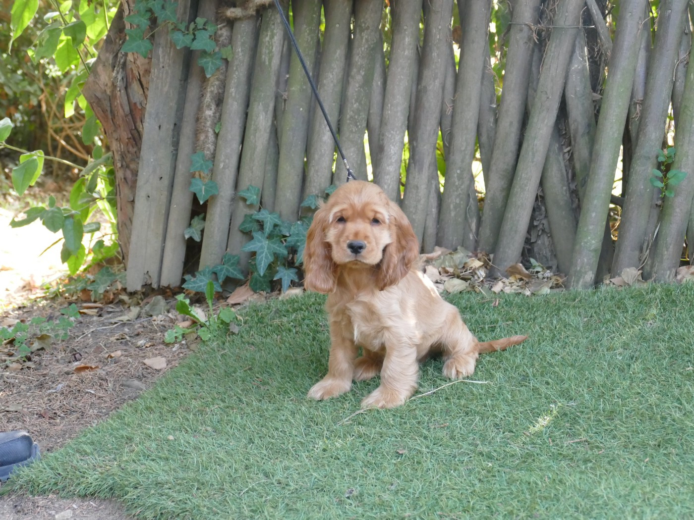 Du Temps Des Amazones - Chiots disponibles - Cocker Spaniel Anglais