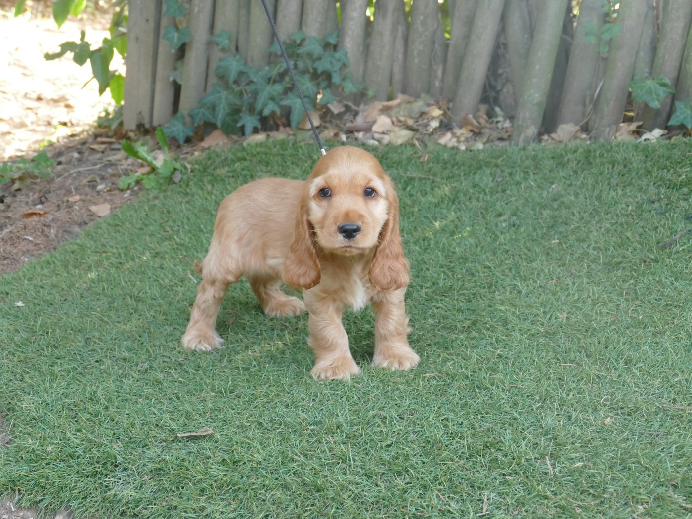 Du Temps Des Amazones - Chiots disponibles - Cocker Spaniel Anglais