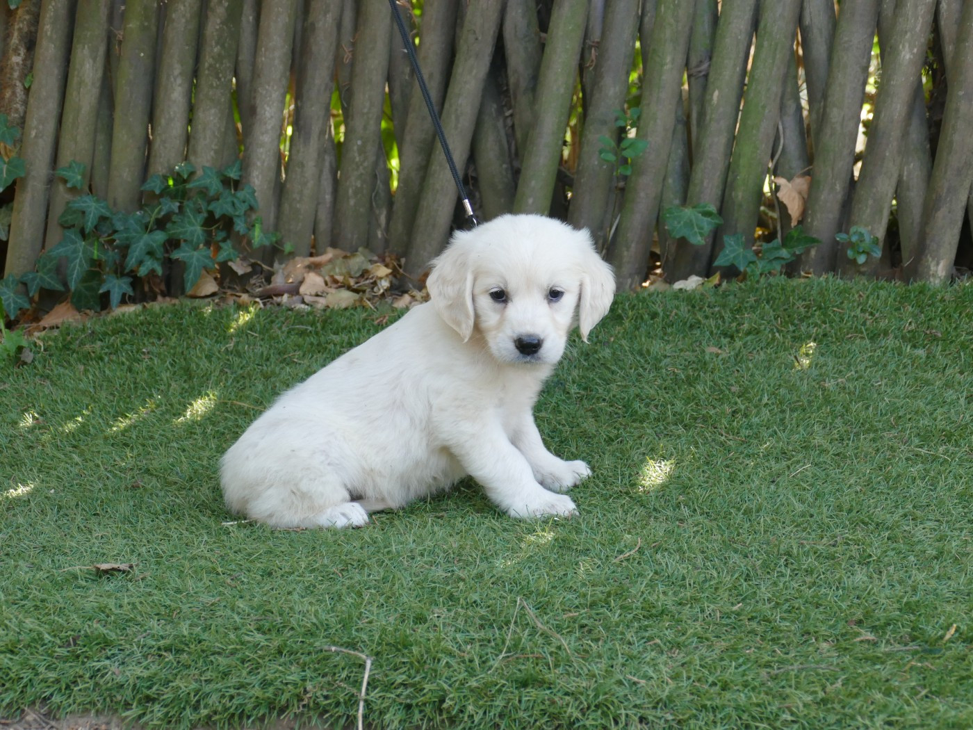 Du Temps Des Amazones - Chiots disponibles - Golden Retriever