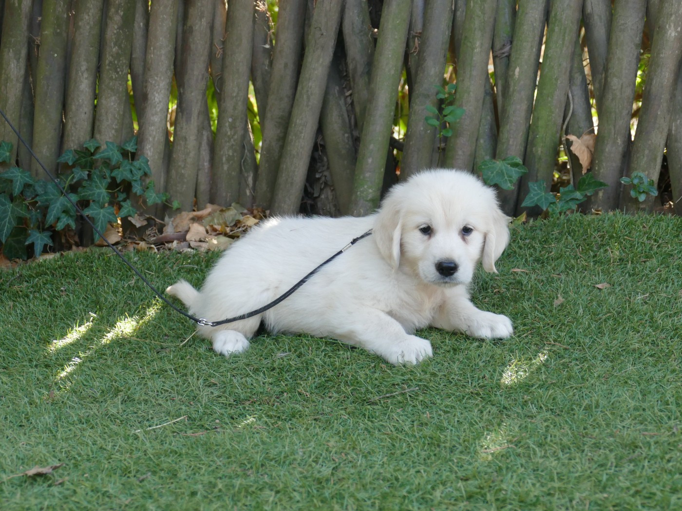 Du Temps Des Amazones - Chiots disponibles - Golden Retriever
