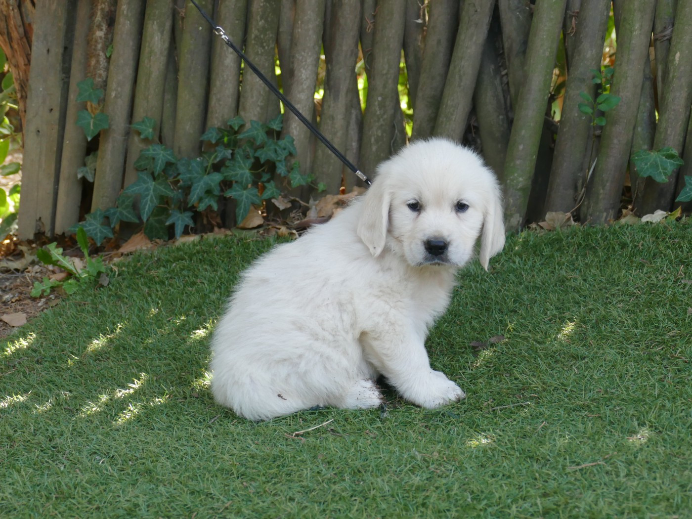 Du Temps Des Amazones - Chiots disponibles - Golden Retriever