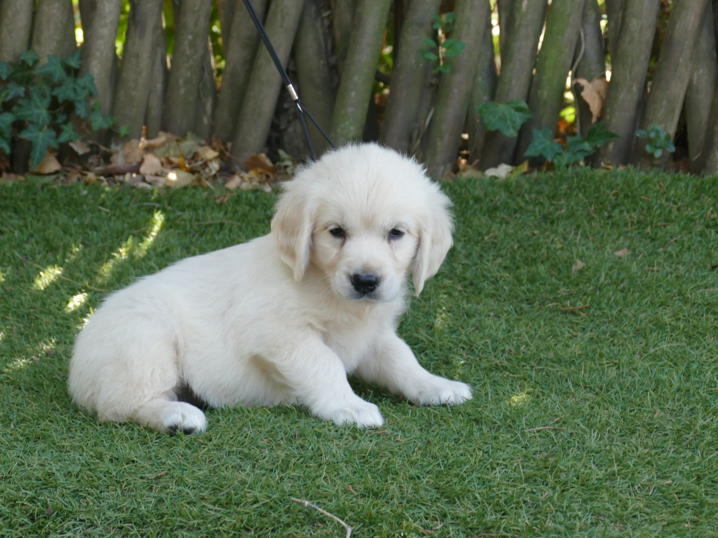 Du Temps Des Amazones - Chiots disponibles - Golden Retriever