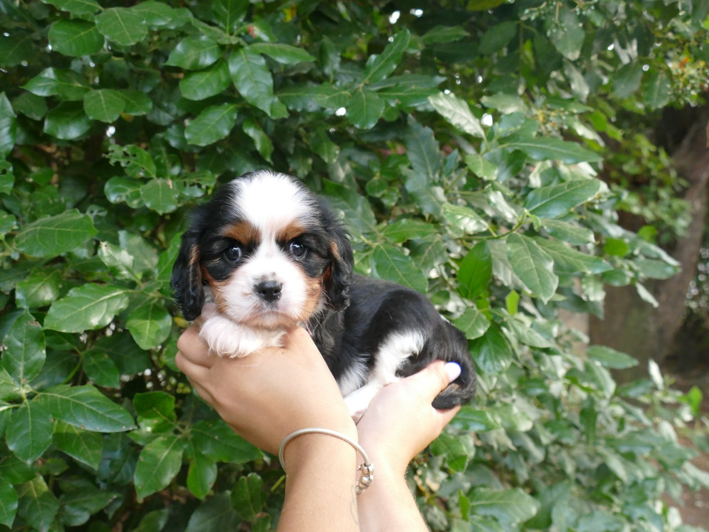 Du Temps Des Amazones - Chiots disponibles - Cavalier King Charles Spaniel