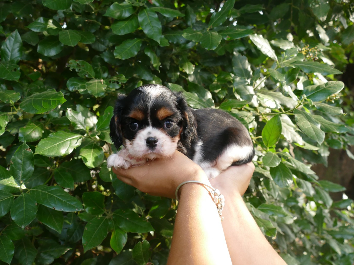 Du Temps Des Amazones - Chiots disponibles - Cavalier King Charles Spaniel