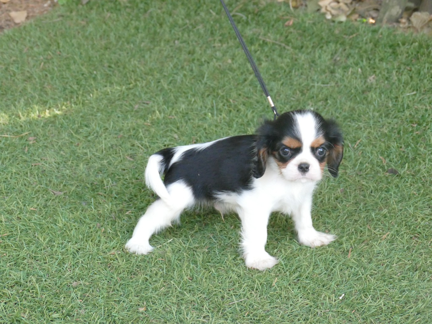Du Temps Des Amazones - Chiots disponibles - Cavalier King Charles Spaniel
