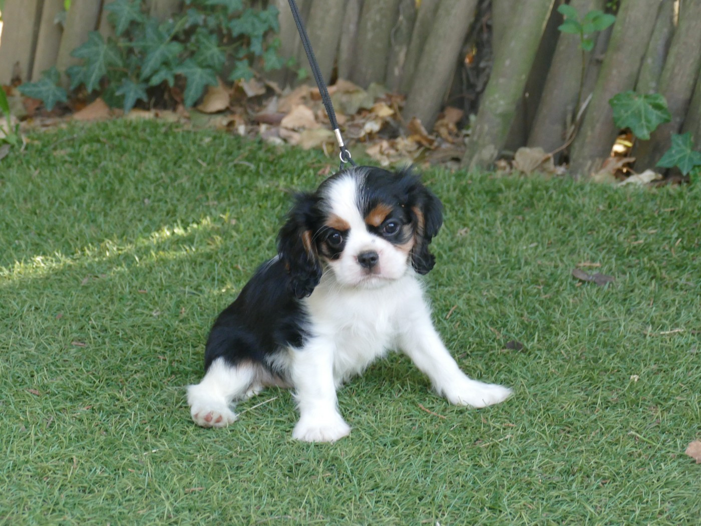 Du Temps Des Amazones - Chiots disponibles - Cavalier King Charles Spaniel