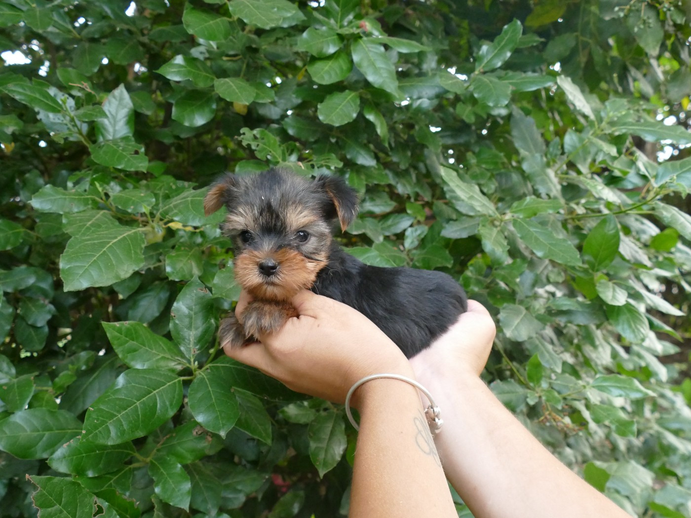 Du Temps Des Amazones - Chiots disponibles - Yorkshire Terrier