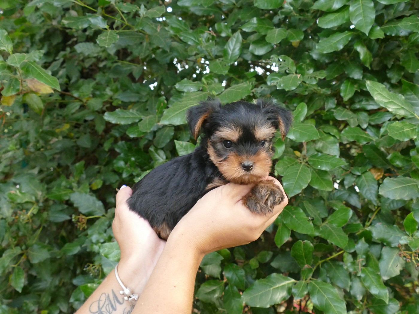 Du Temps Des Amazones - Chiots disponibles - Yorkshire Terrier