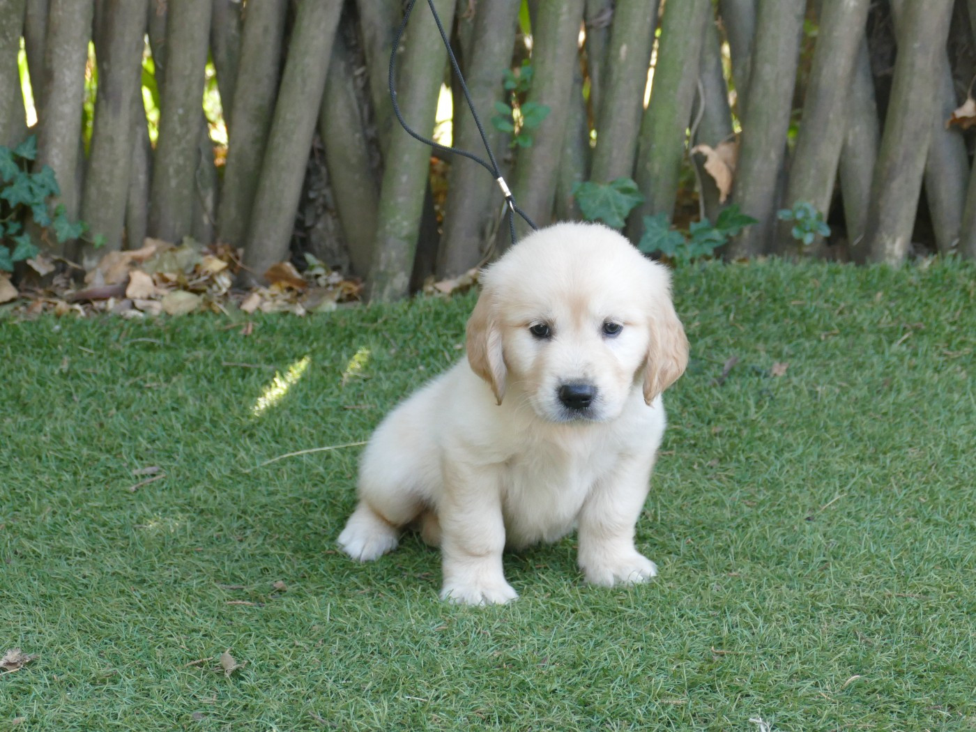 Du Temps Des Amazones - Chiots disponibles - Golden Retriever