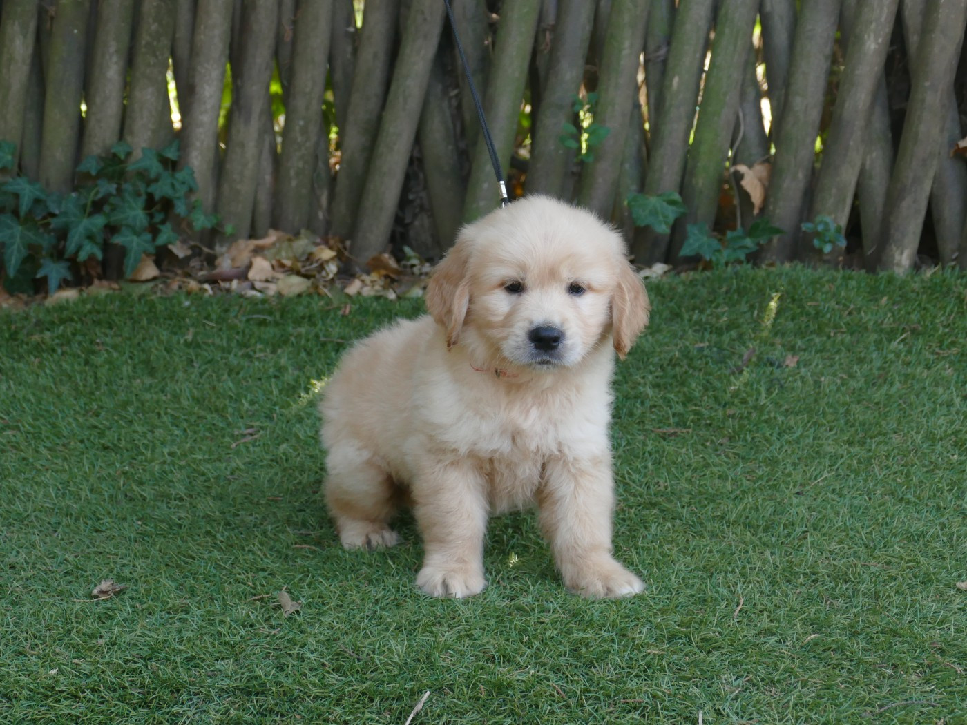 Du Temps Des Amazones - Chiots disponibles - Golden Retriever