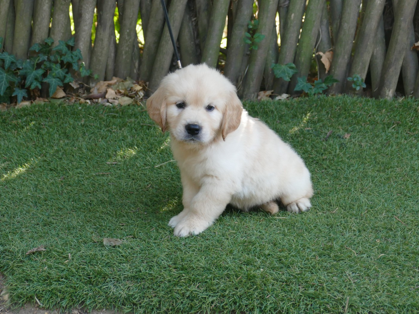 Du Temps Des Amazones - Chiots disponibles - Golden Retriever
