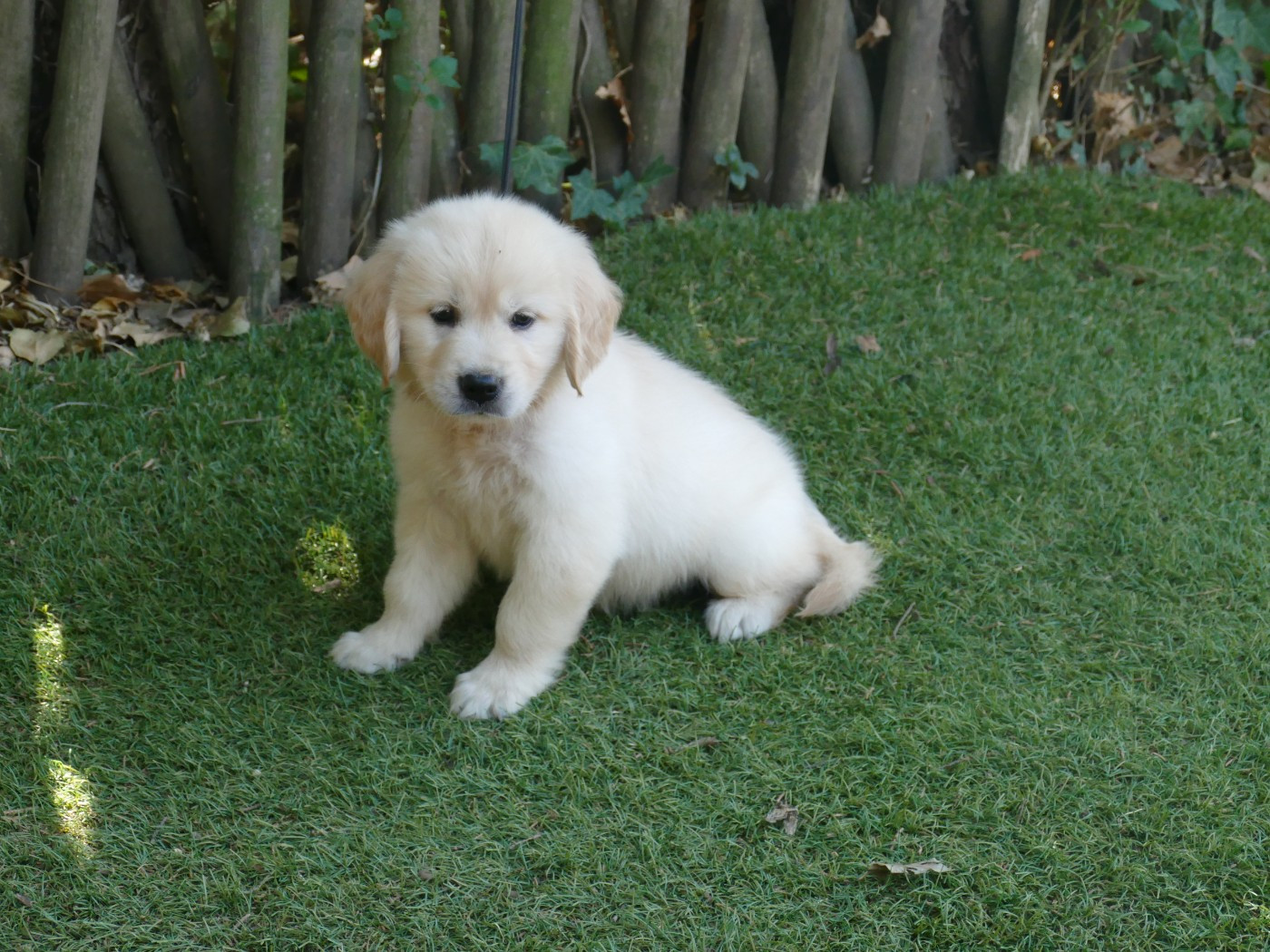 Du Temps Des Amazones - Chiots disponibles - Golden Retriever