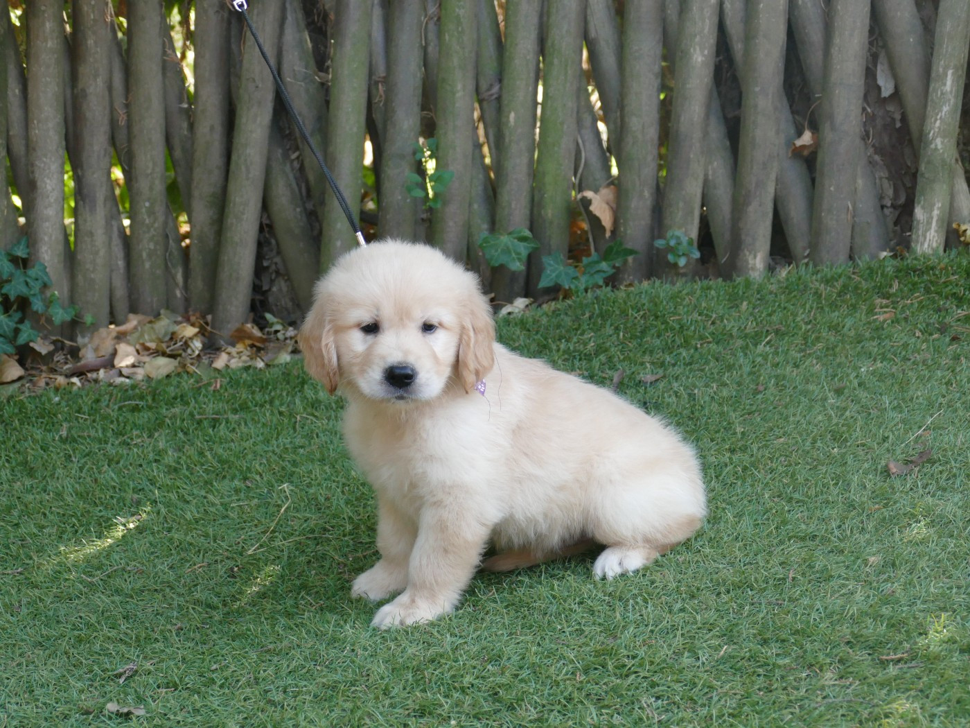 Du Temps Des Amazones - Chiots disponibles - Golden Retriever
