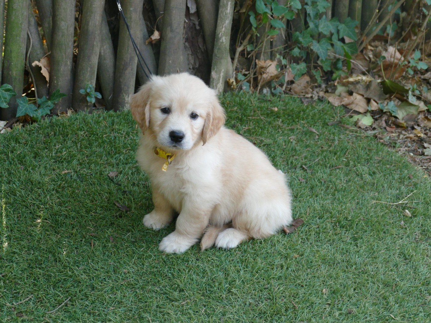 Du Temps Des Amazones - Chiots disponibles - Golden Retriever