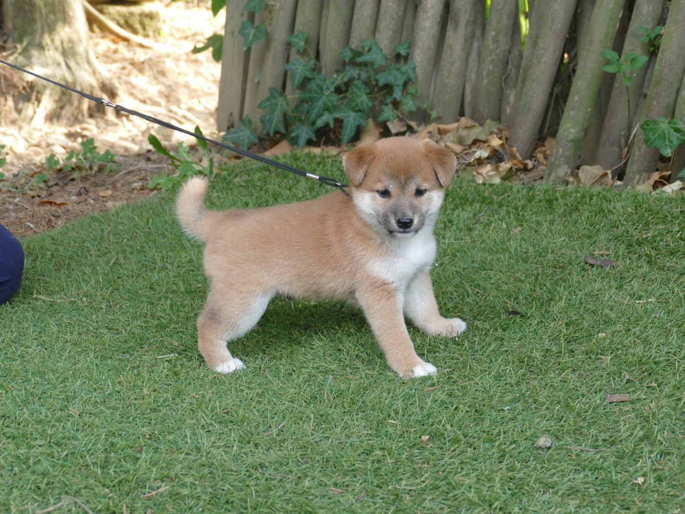 Du Temps Des Amazones - Chiots disponibles - Shiba