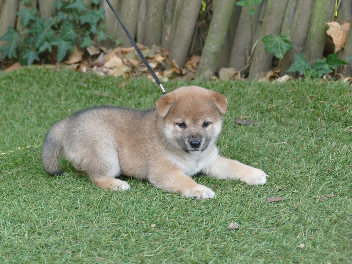 Du Temps Des Amazones - Chiots disponibles - Shiba