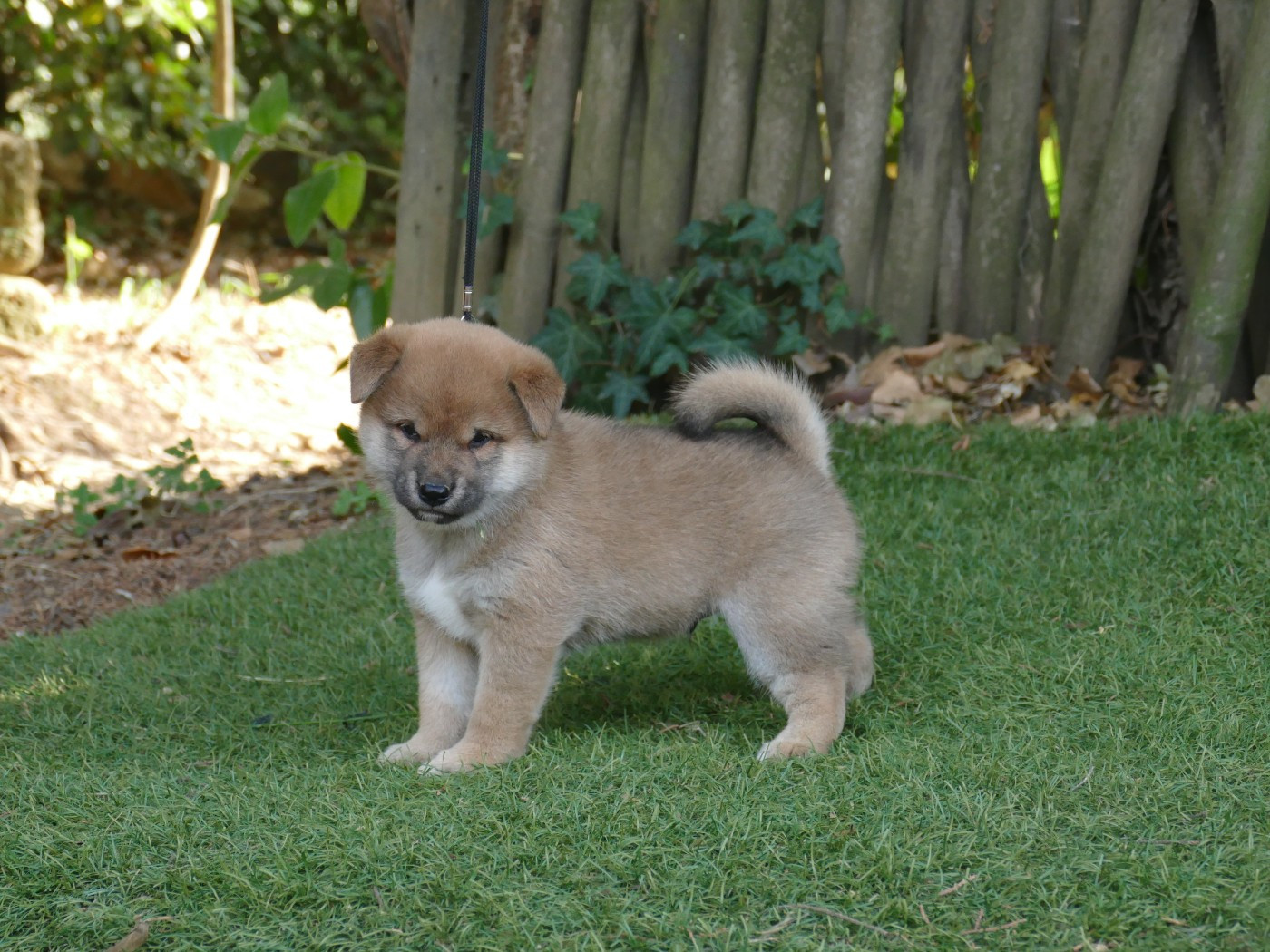 Du Temps Des Amazones - Chiots disponibles - Shiba