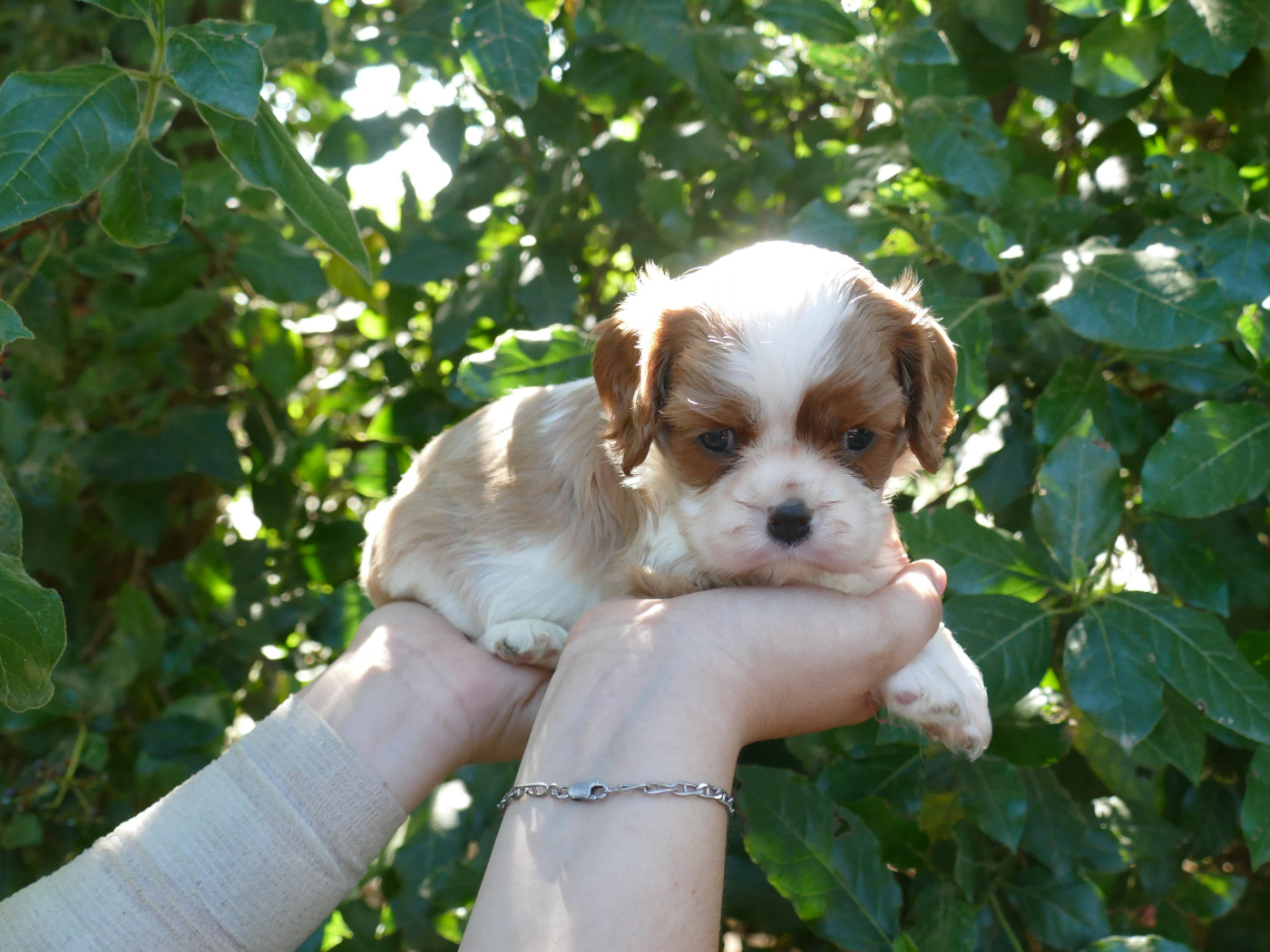Du Temps Des Amazones - Chiots disponibles - Cavalier King Charles Spaniel