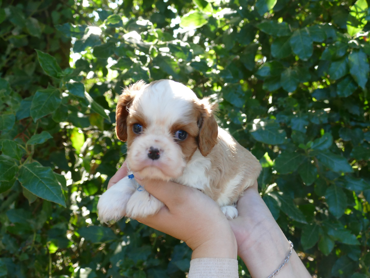 Du Temps Des Amazones - Chiots disponibles - Cavalier King Charles Spaniel