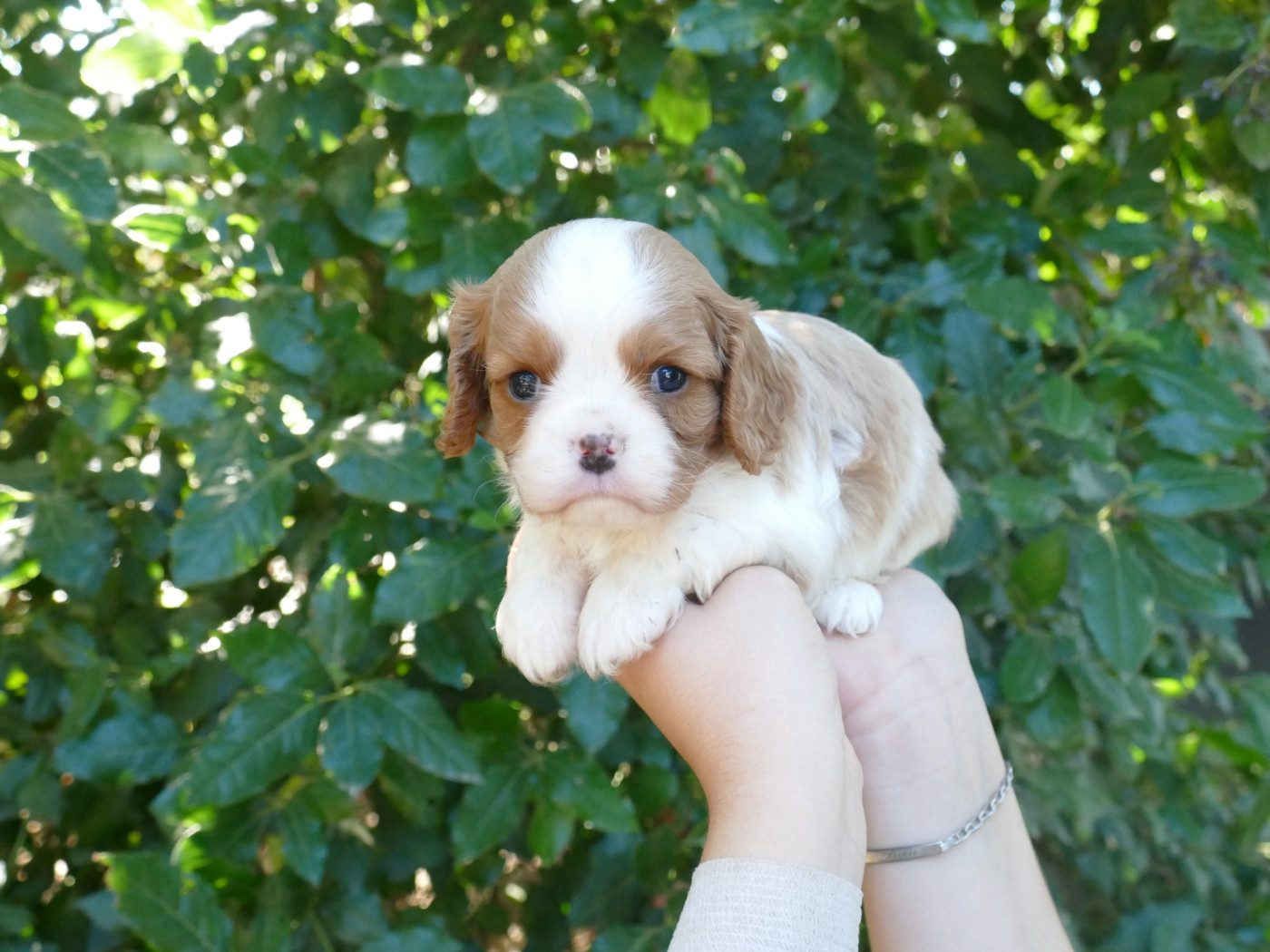 Du Temps Des Amazones - Chiots disponibles - Cavalier King Charles Spaniel