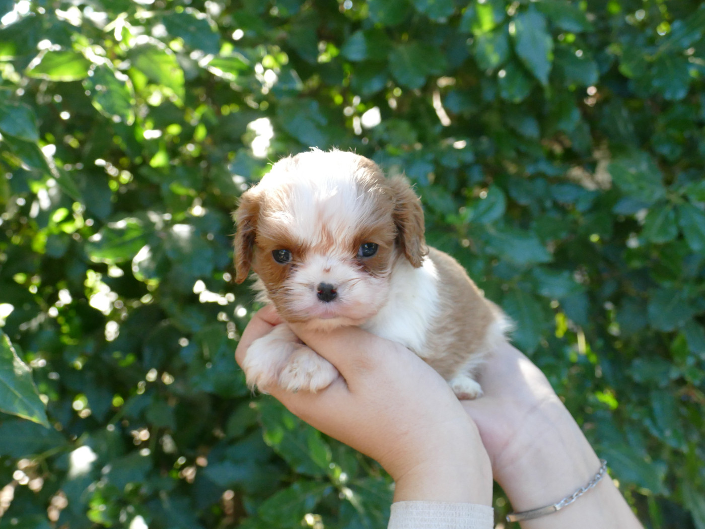 Du Temps Des Amazones - Chiots disponibles - Cavalier King Charles Spaniel